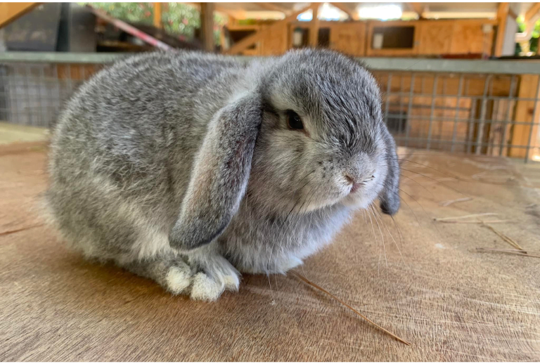 Lapin Minilop