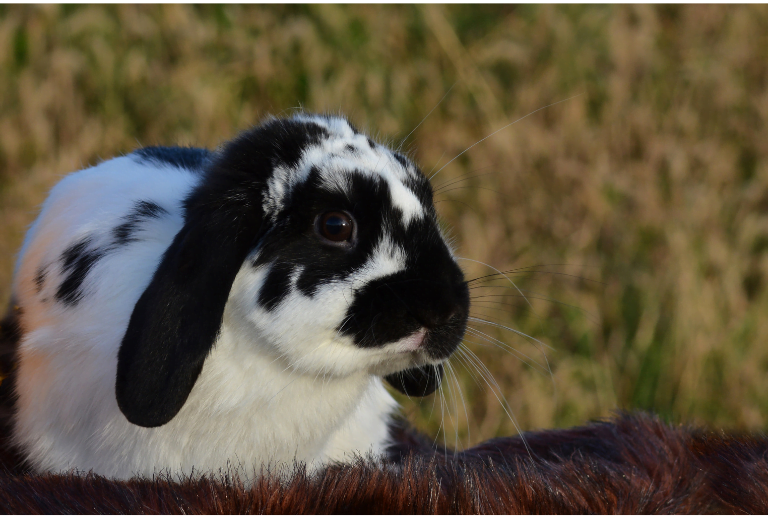 Lapin nain Bélier