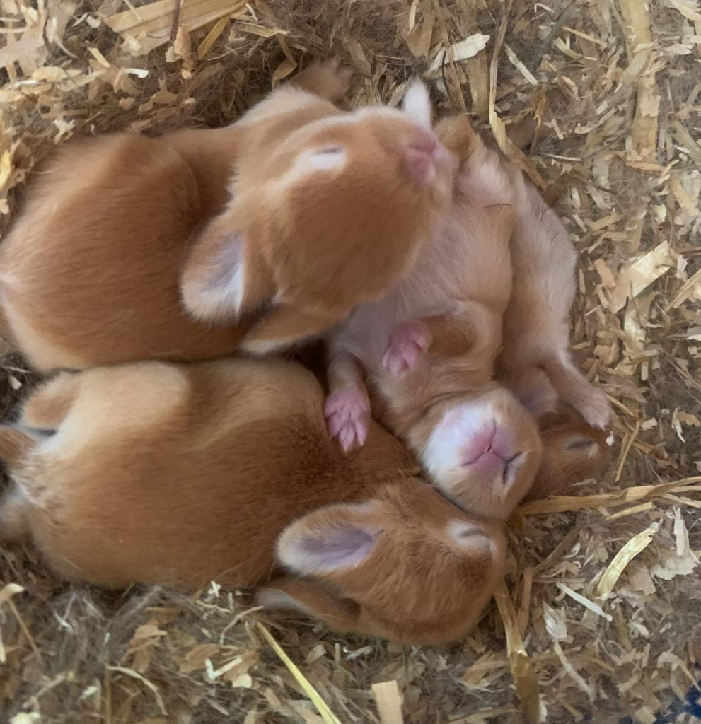 Un nid de trois bébés lapins