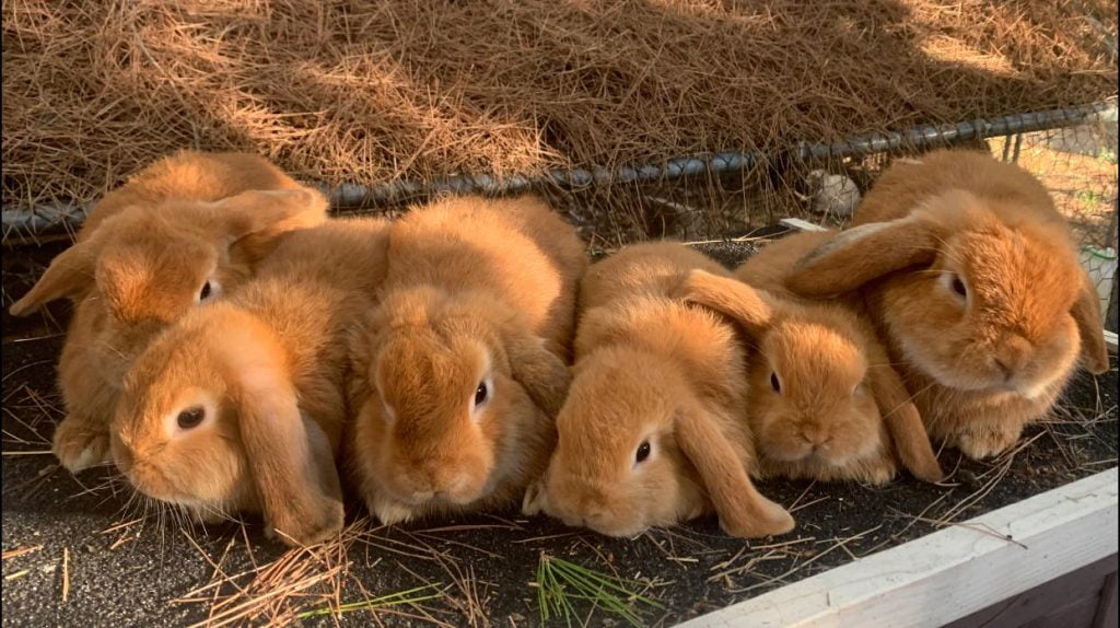 6 petits minilops couleur fauve